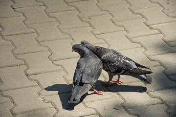 two pigeon