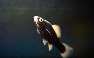 fish in aquarium