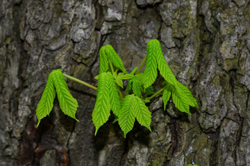 Wall Mural - Detailed view of the growing leaves of chestnut on tree trunk