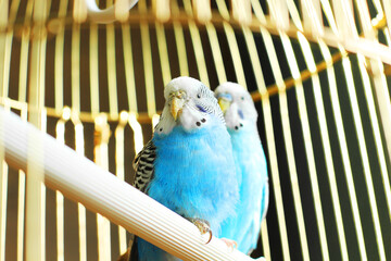 Wall Mural - Budgerigars are blue. Two parrots in a cage. A pet. Parrot. Melopsittacus undulatus.