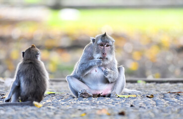 Brown monkey families with their babies eating and playing around in the forest