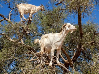 goat in a tree