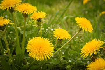 Wall Mural - Yellow dandelions on a green lawn in the garden. The beauty of wildflowers.