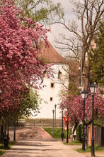 Romania, Bistrita, ,Coopers Tower,Turnul Dogarilor , Trees Bloomed In April