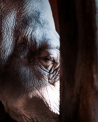 Poster - Closeup shot of the head of an elephant