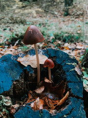 Poster - Vertical shot of psathyrella mushrooms growing on a tree trunk