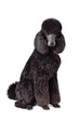Cute puppy of black poodle