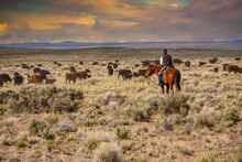 A Cowboy Riding Through A Sage Brush And  Desert Grass Pasture, Moving A Herd Of Cattle From One Pasture To Another.