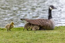 Cute Baby Canada Geese Sheltering Under The Wings Of Their Mother