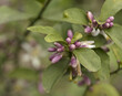 Meyer lemon flower buds with leaves  in early spring unopened. Texas