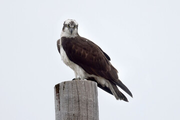 Osprey on post watching viewer