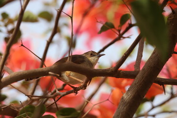 flycatcher on a branch