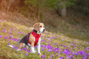 Wall Mural - Selective focus shot of a Beagle dog resting in the field