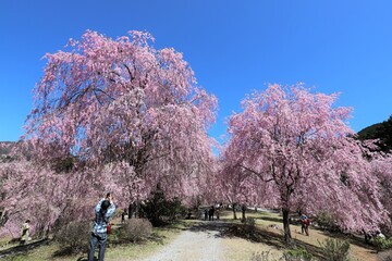 Wall Mural - 高見の郷　千本のしだれ桜