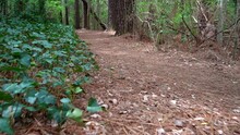 Low Angle View Of A Forest Trail When A Young Woman's Shoes Come Into View Along The Pathway - Tilt Up As She Walks Away