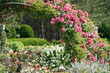 rose flower garden in spring