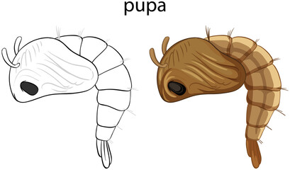 Poster - Pupa in colour and doodle isolated