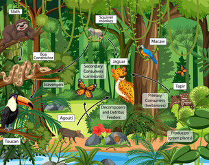 Wall Mural - Food chain diagram concept on forest background
