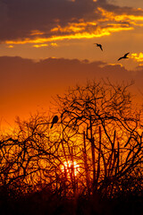 Lindo por do sol no nordeste do Brasil 