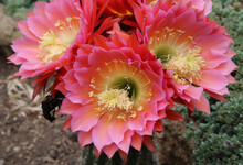 Closeup Of Pink And Yellow Cactus Flower