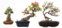 Various Types Of Bonsai Trees Isolated On White Background.