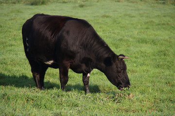 black bull grazing in a pasture in Moordrecht