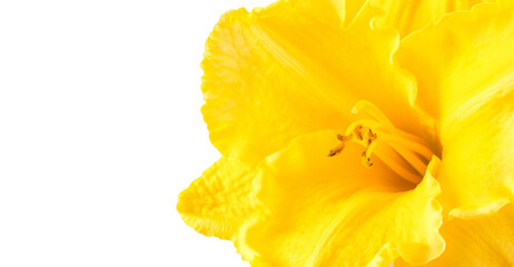 Wall Mural - Yellow beautiful daylily flower close up on white background