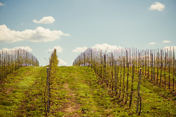 Wall Mural - apple garden trees in row at springtime farmland hill