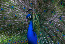 Freeze Frame Of A Peacock With A Gorgeous Multicolored Tail, Unfurled In The Form Of A Fan In A Park On Isola Bella, Italy