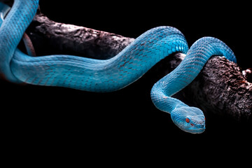 Wall Mural - exotic blue insularis viper venomous snake isolated close up in dark black background