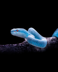 Wall Mural - exotic blue insularis viper venomous snake isolated close up in dark black background