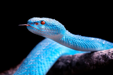 Wall Mural - exotic blue insularis viper venomous snake isolated close up in dark black background