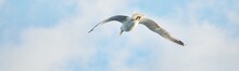 Flying Seagull Against Clear Blue Sky With Cumulus Clouds, Close-up. Helsinki, Finland. Portrait Art, Birds, Ornithology, Science, Graphic Resources, Macro Photography Concepts