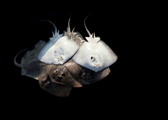 Collection of Southern stingray fish with top and bottom view isolated on black.