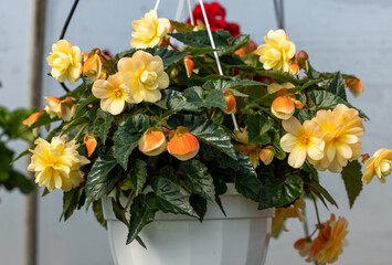 Poster - Big yellow flowers of begonia in flowerpot in summer decorative garden . Seasonal flowers