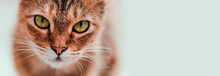 Adult Serious Brown Cat With Green Eyes Looking At The Camera. Banner Panorama. Free Space For Text