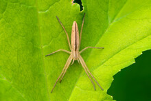 Female Of Spider Tibellus Oblongus Sits On A Maple Leaf Awaiting Prey