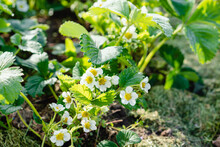 Strawberry White Bloom Blossoms Flowers In Morning Dew. Strawberry Growth Bed With Grass Mulch. Ecological Home Gardening, Healthy Lifestyle.