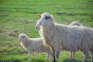 Sheep in the pasture, cows pushing. pasture on a green meadow. forestry concept background