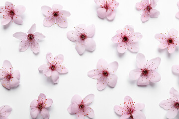 Beautiful pink cherry tree blossoms on white background, top view