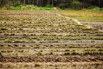 Wall Mural - an agricultural field plowed by furrows. preparation of the soil for sowing with plant seeds. texture of beds and soil