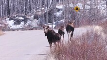 Two Yearling Calves Join Moose Mom On Boreal Highway With Heat Haze
