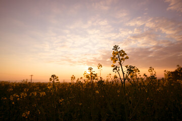 Canvas Print - Beautiful sunset sky with meadow grass, twilight sky background.