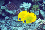Fototapeta Do akwarium - Golden butterflyfish
