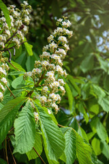 Poster - Blooming spring chestnut tree