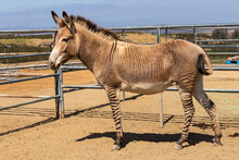 Full Side View Of A Zonkey. Part Zebra And Part Donkey.