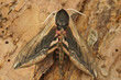 Closeup shot of a privet hawk moth ( Sphinx ligustri ) resting on the ground