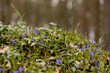 Barwinek pospolity Vinca minor L.Pole kwiatów w lesie