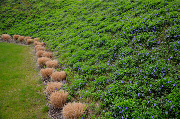 Wall Mural - blue carpet of low creeping flowers. in detail flowerbed in the garden on a slope with ornamental grasses that are just cut into low tufts near the concrete staircase