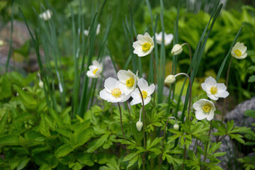 Poster - White delicate anemone flower in the spring garden